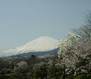富士と花々２