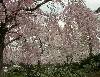 桜の競演２
